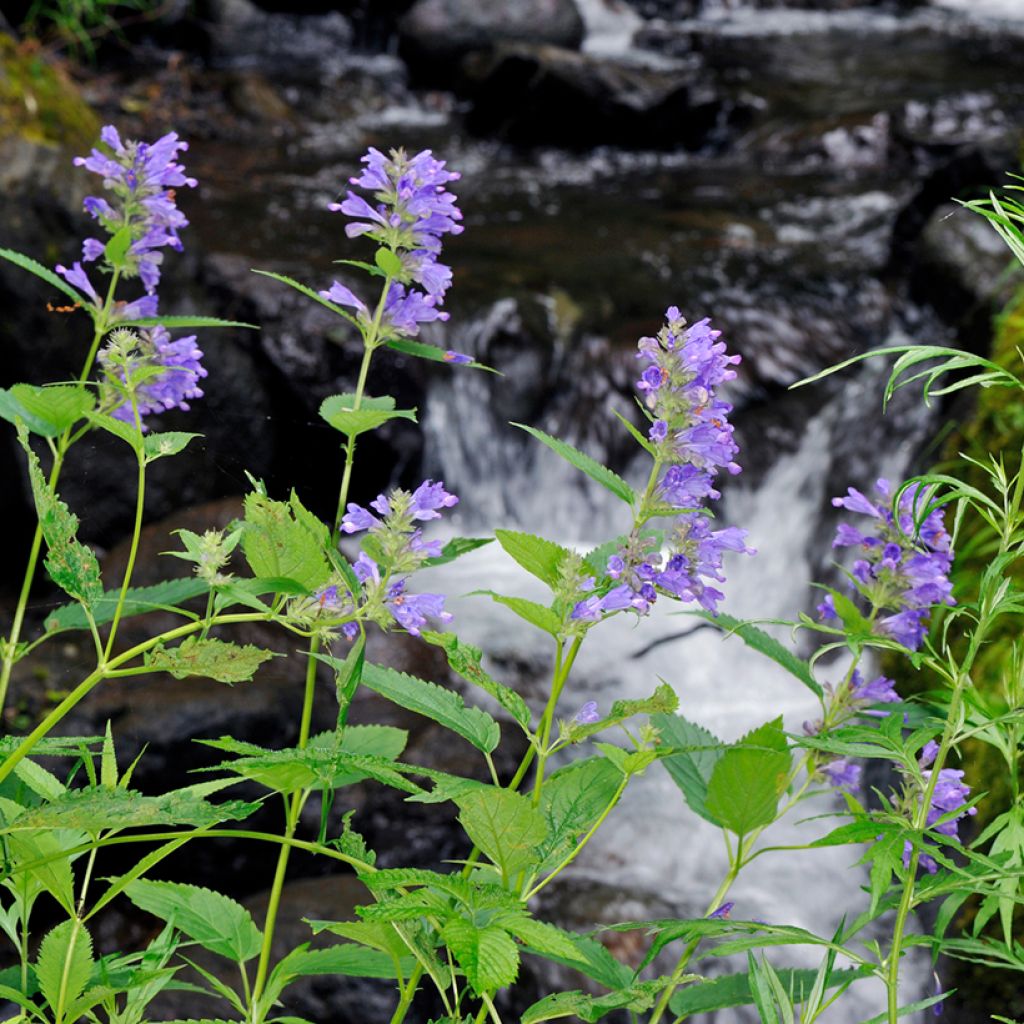 Komeakissanminttu - Nepeta subsessilis