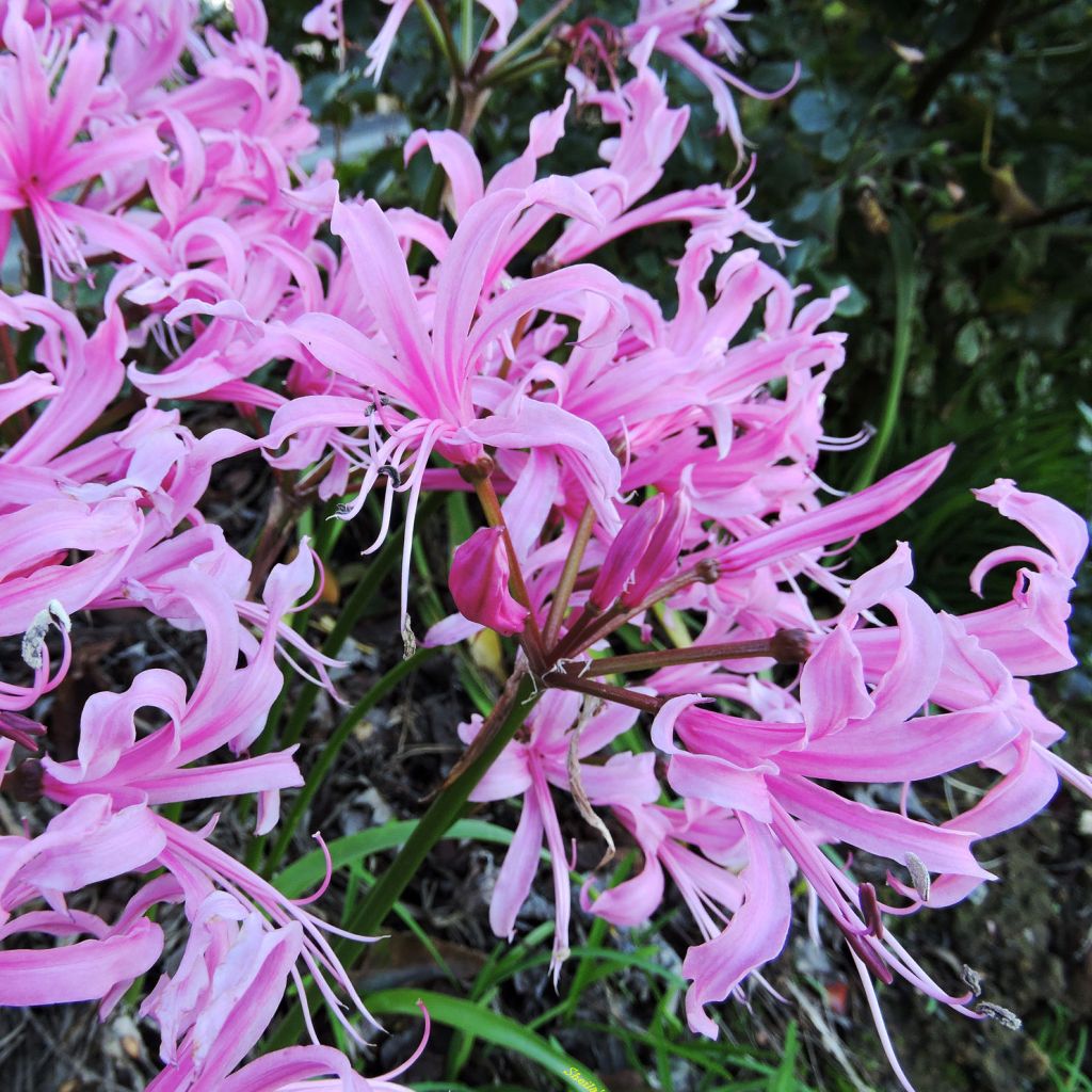 Ruusuneidikki - Nerine bowdenii