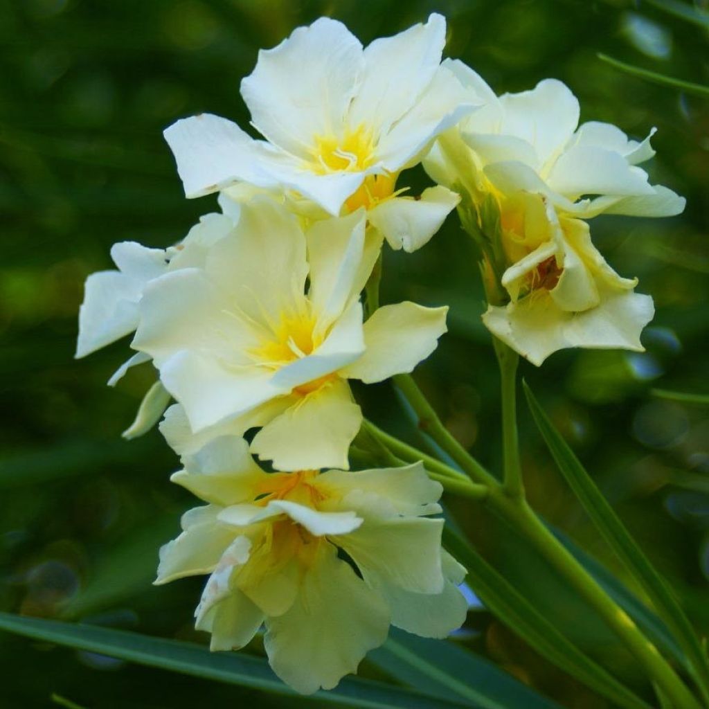 Oleanteri Luteum Plenum
