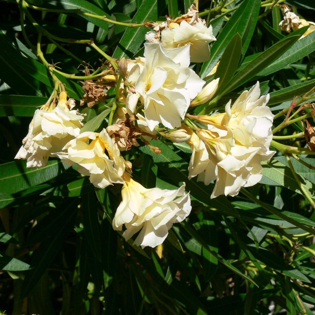 Oleanteri Luteum Plenum