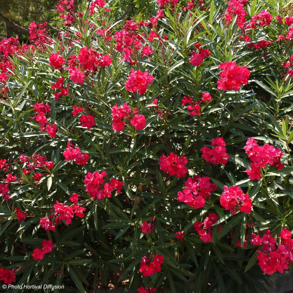 Oleanteri Rouge Double