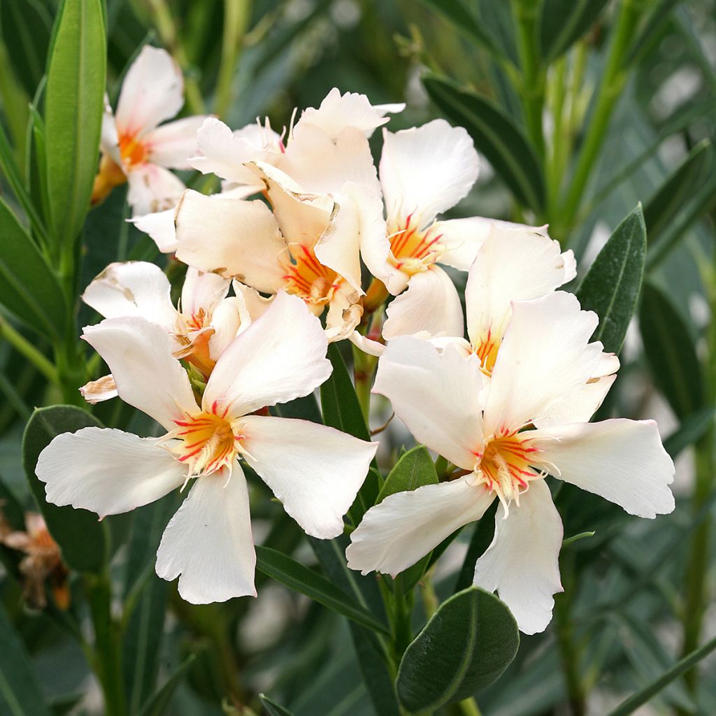 Oleanteri Angiolo Pucci