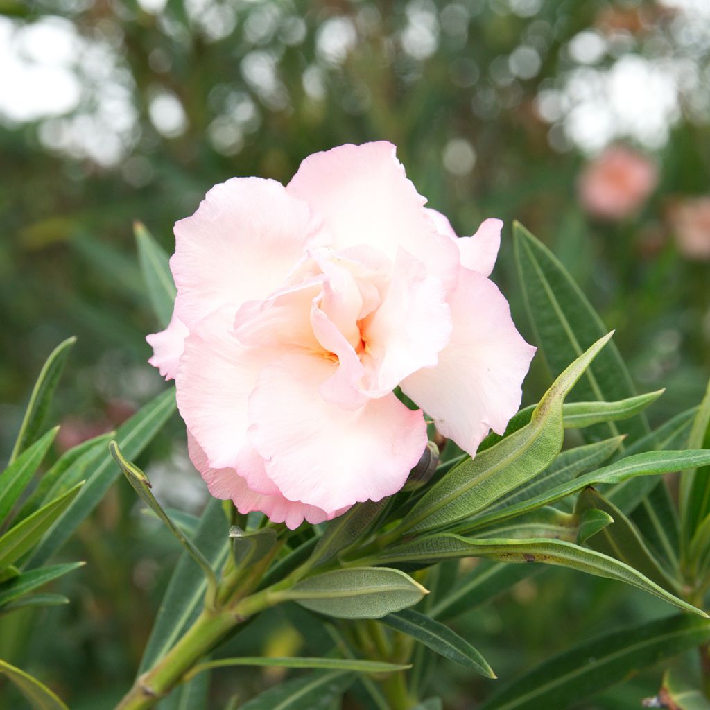 Oleanteri Provence