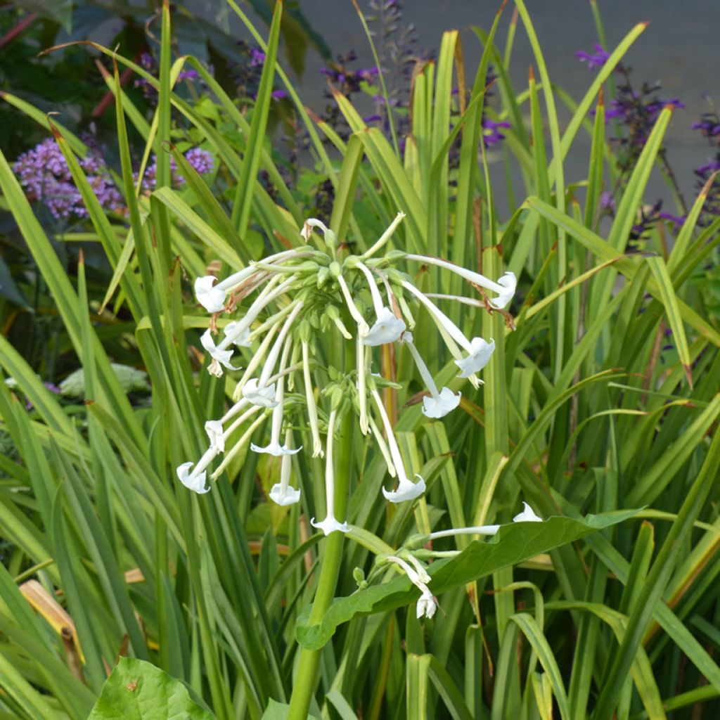 Narsissitupakka (siemenet) - Nicotiana sylvestris