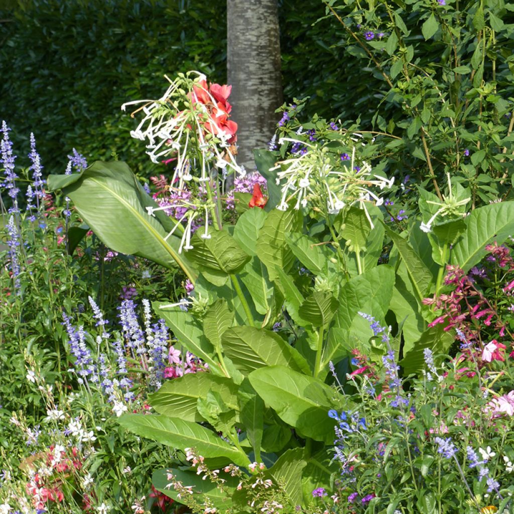 Narsissitupakka (siemenet) - Nicotiana sylvestris