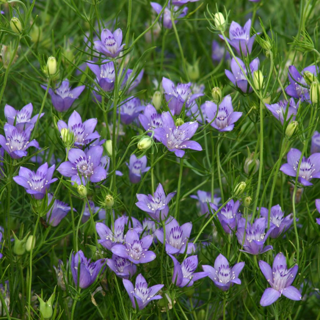 Neido Blue Stars (siemenet)