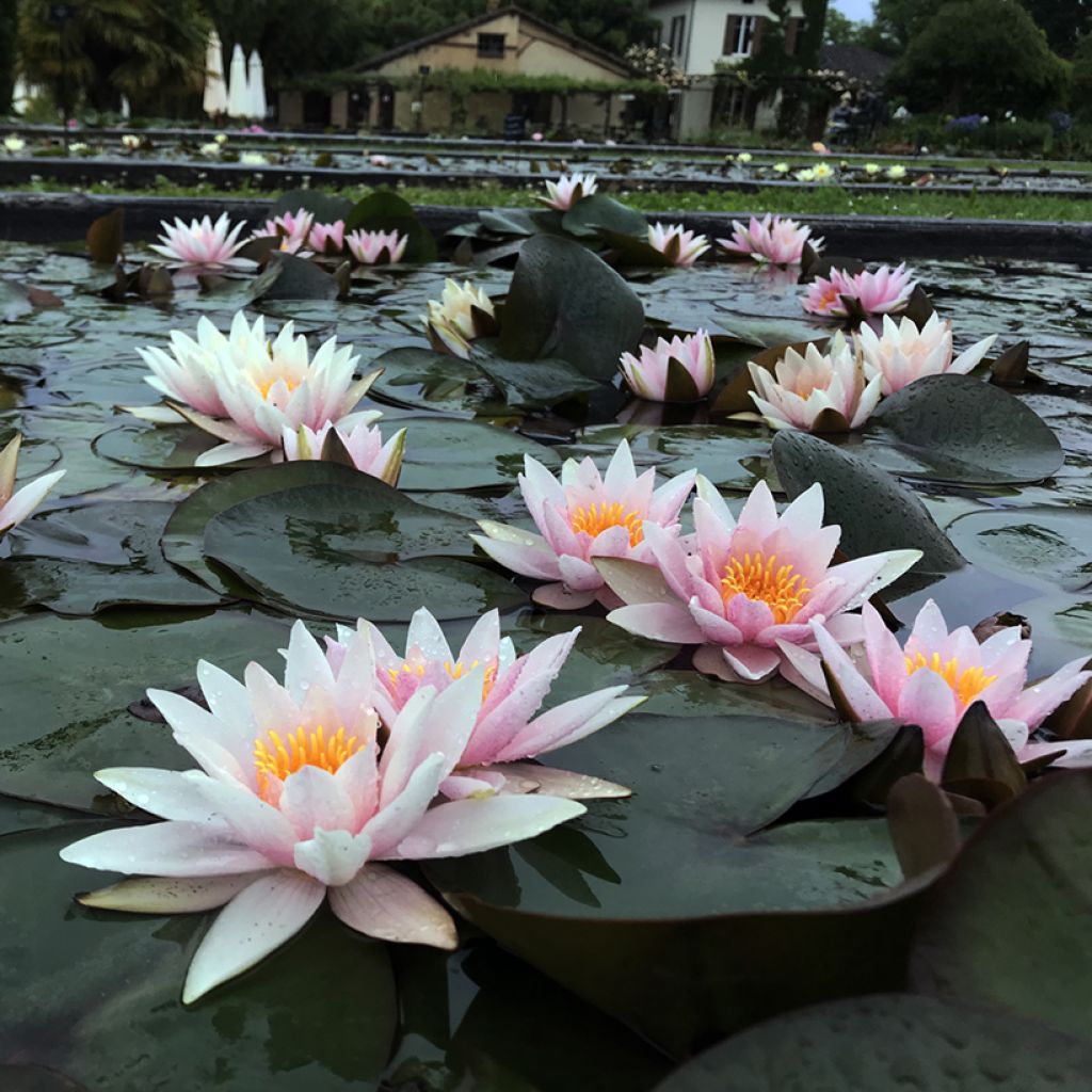 Lumme Amabilis (Pink Marvel)