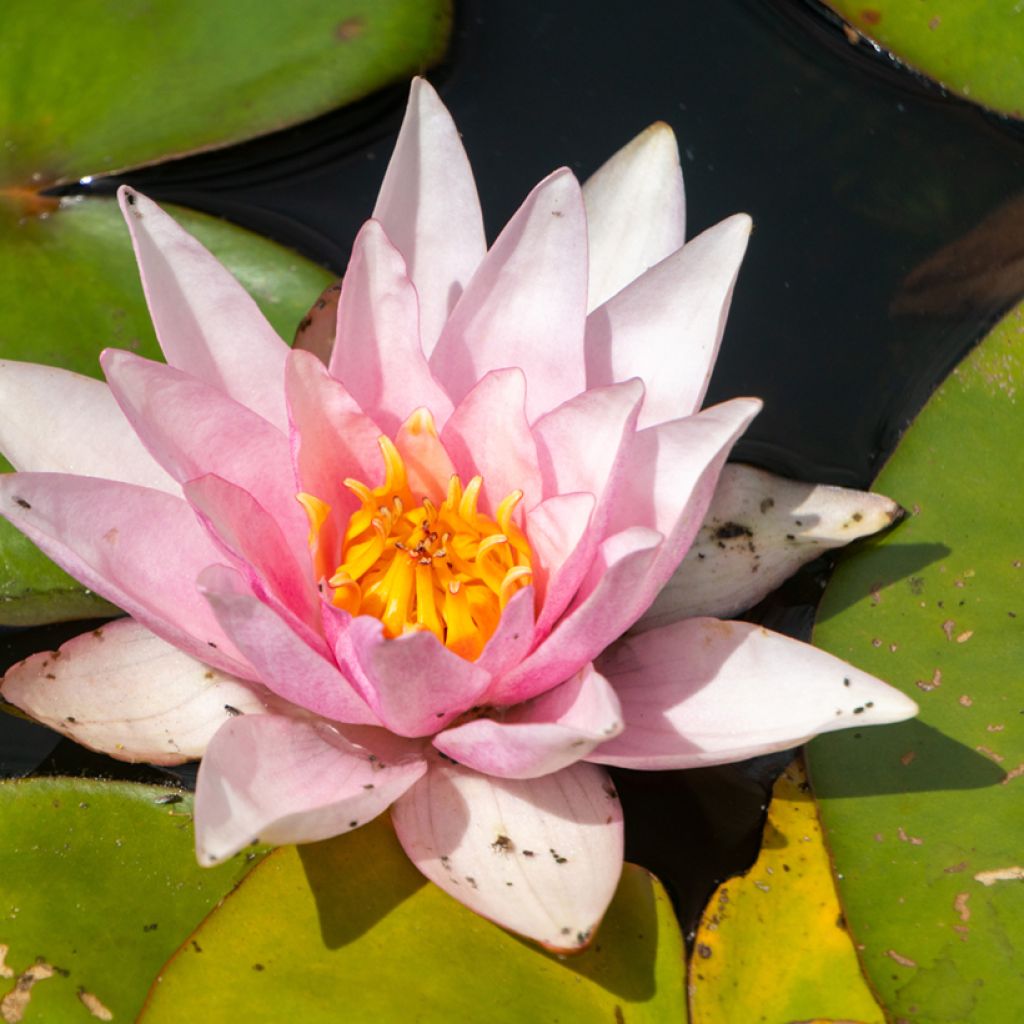 Lumme Amabilis (Pink Marvel)