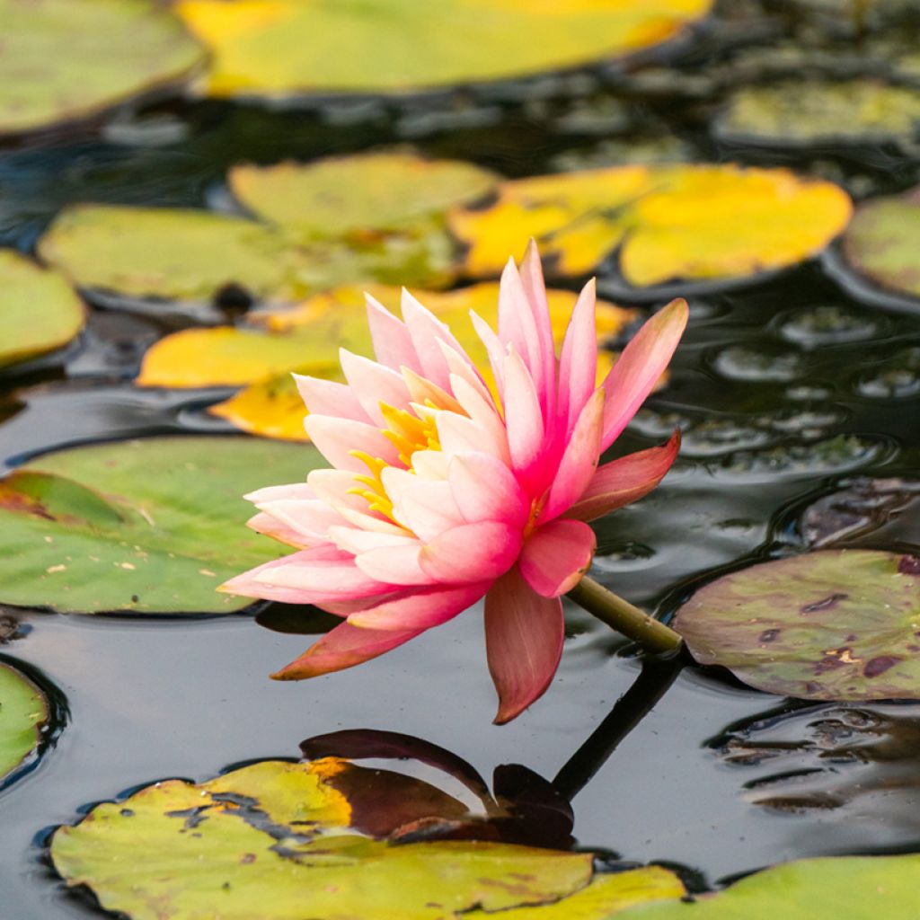 Lumme Amabilis (Pink Marvel)