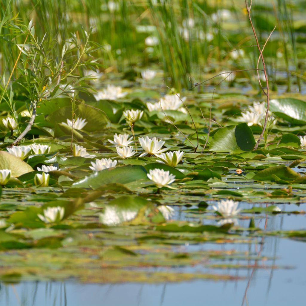 Pohjanlumme - Nymphaea candida