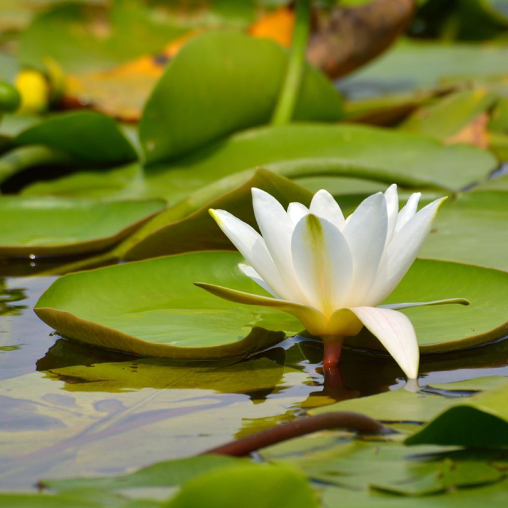 Pohjanlumme - Nymphaea candida