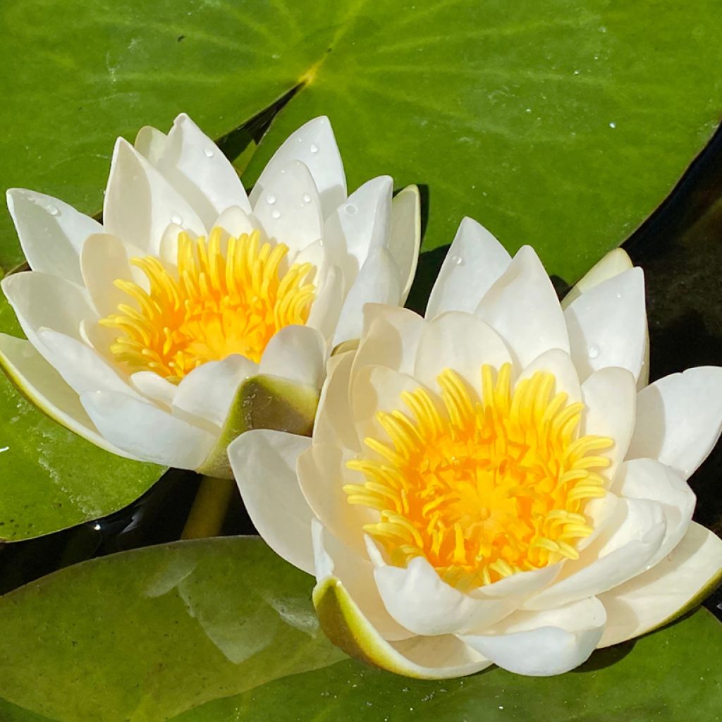 Pohjanlumme - Nymphaea candida