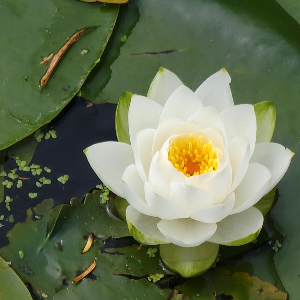 Pohjanlumme - Nymphaea candida