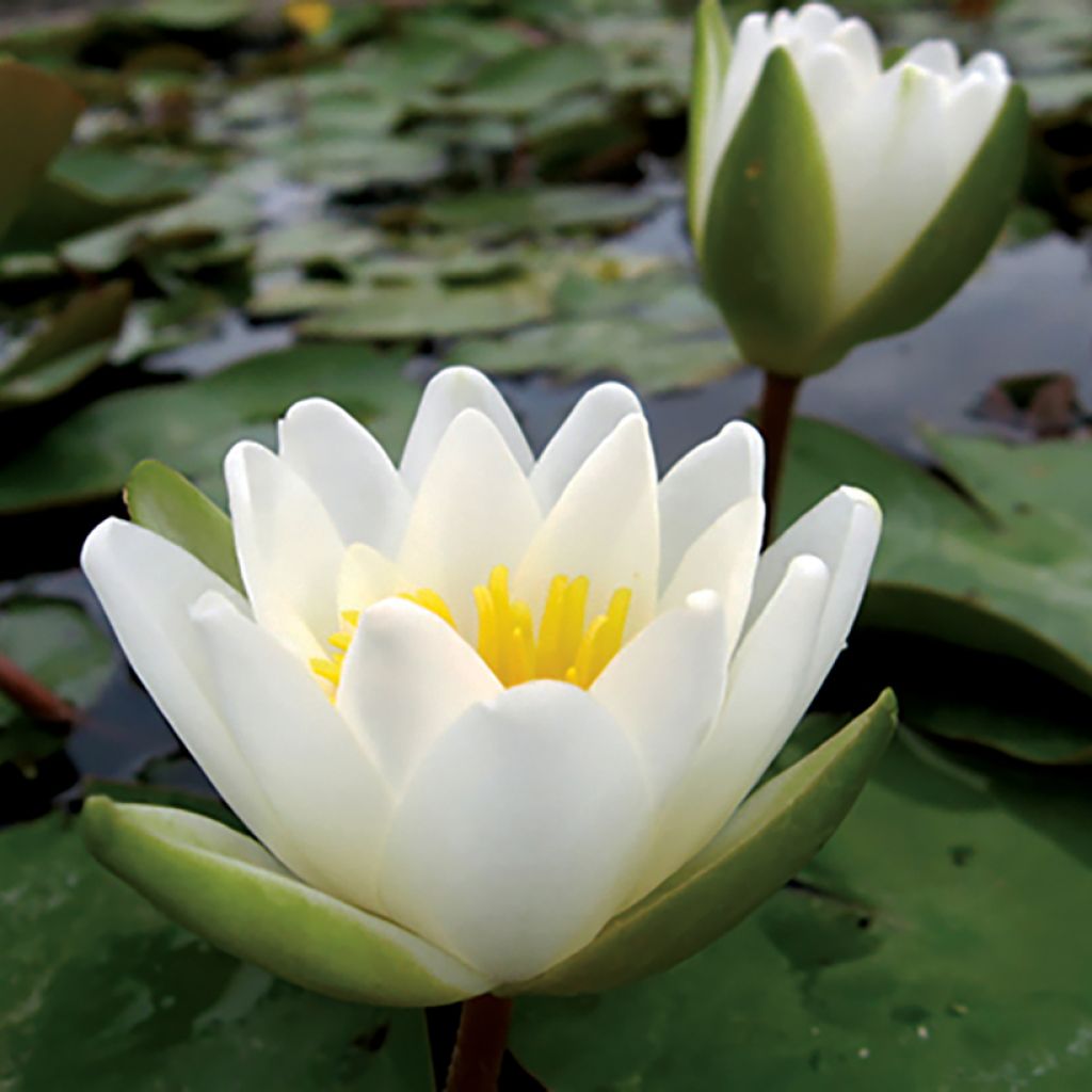 Pohjanlumme - Nymphaea candida