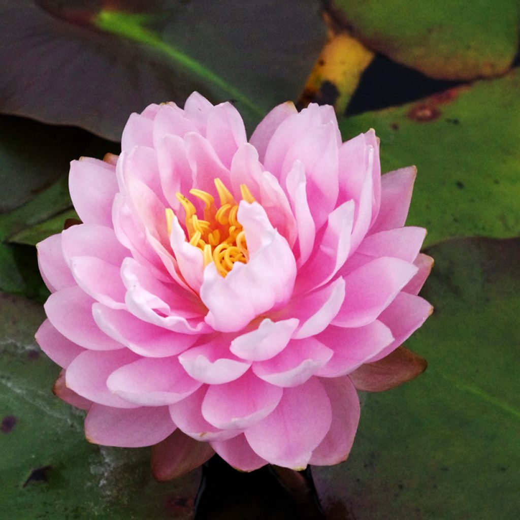 Lumme Dahlia