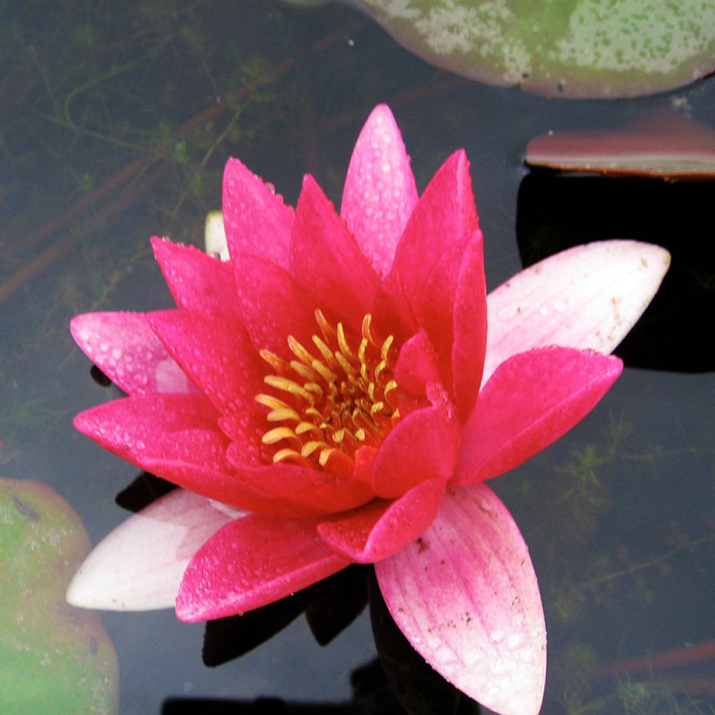 Lumme Ellisiana