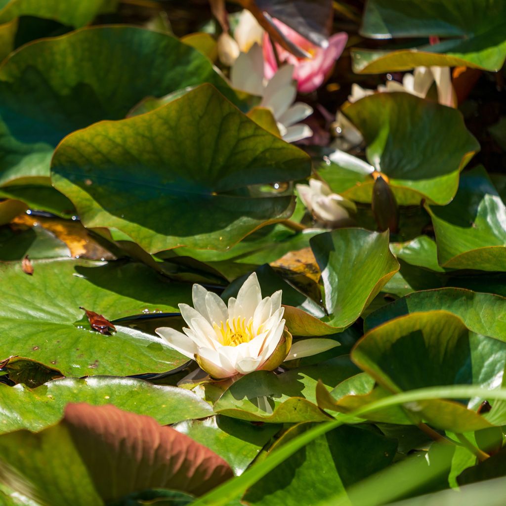 Lumme Marliacea Albida