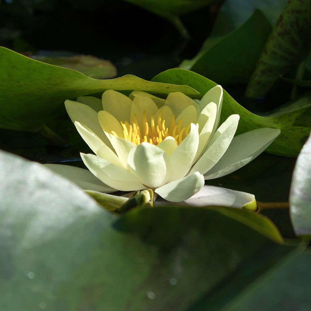 Lumme Marliacea Chromatella