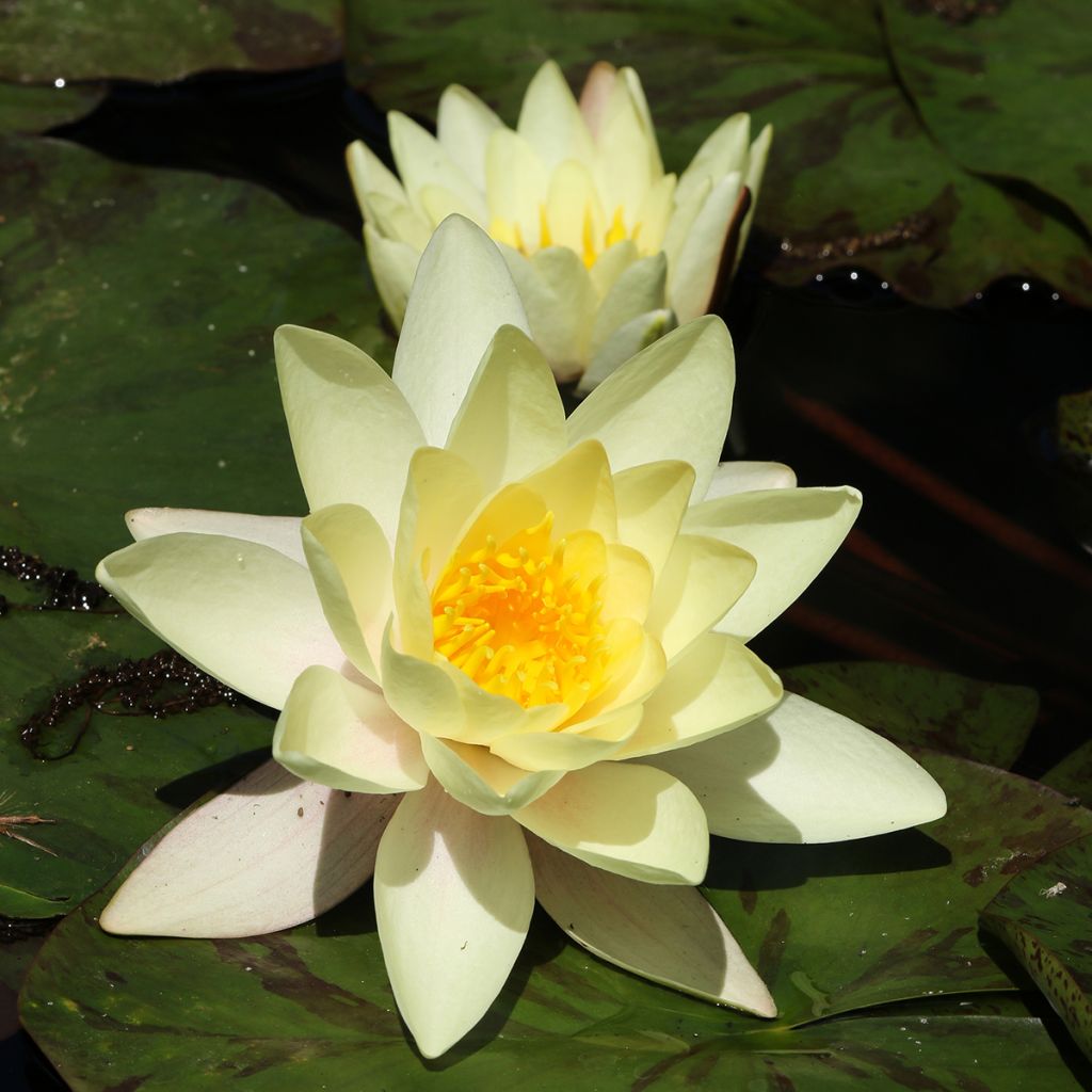 Lumme Marliacea Chromatella