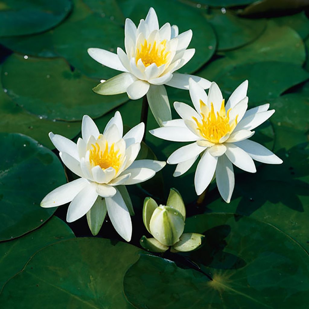 Lumme Odorata Alba