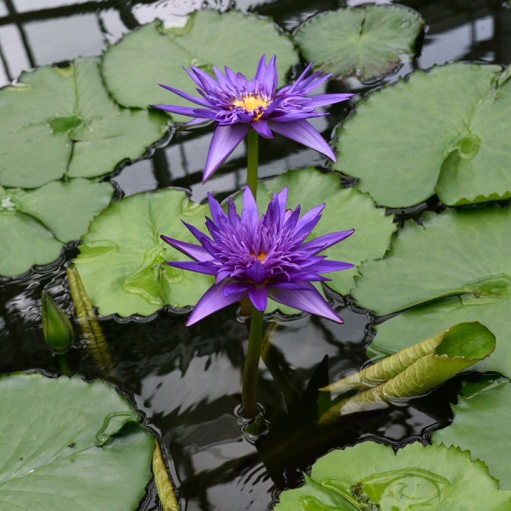 Lumme Tina