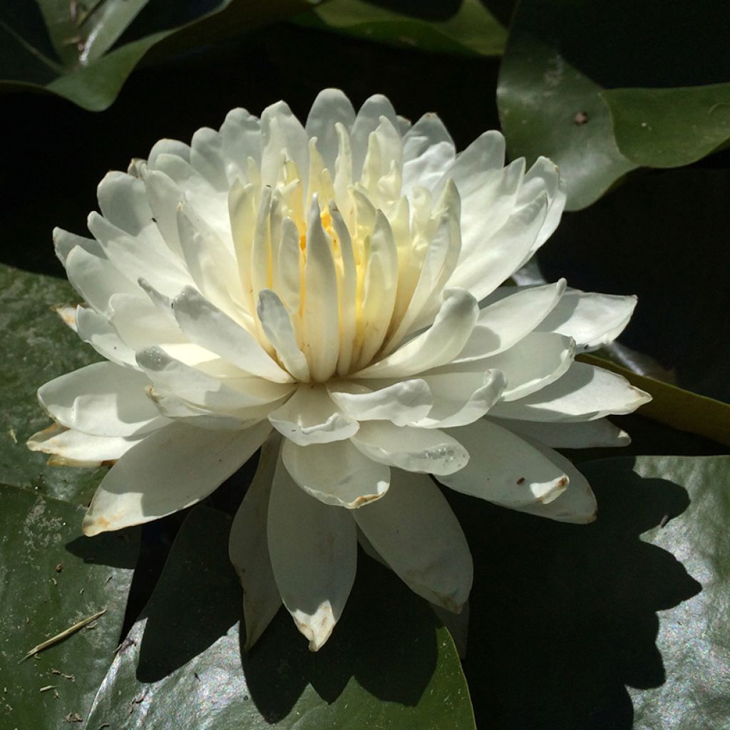 Lumme Wh Petals