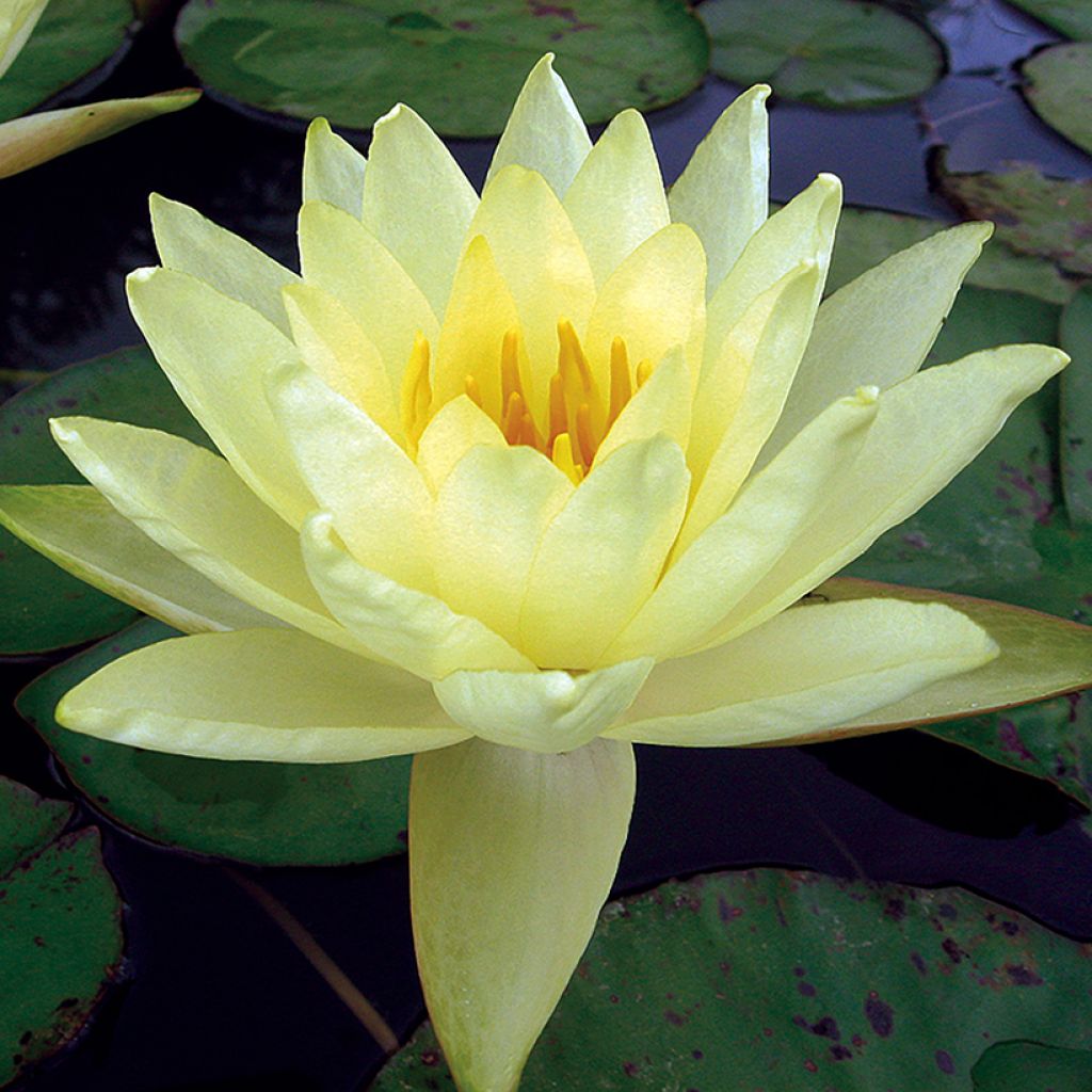 Lumme Yellow Enigma