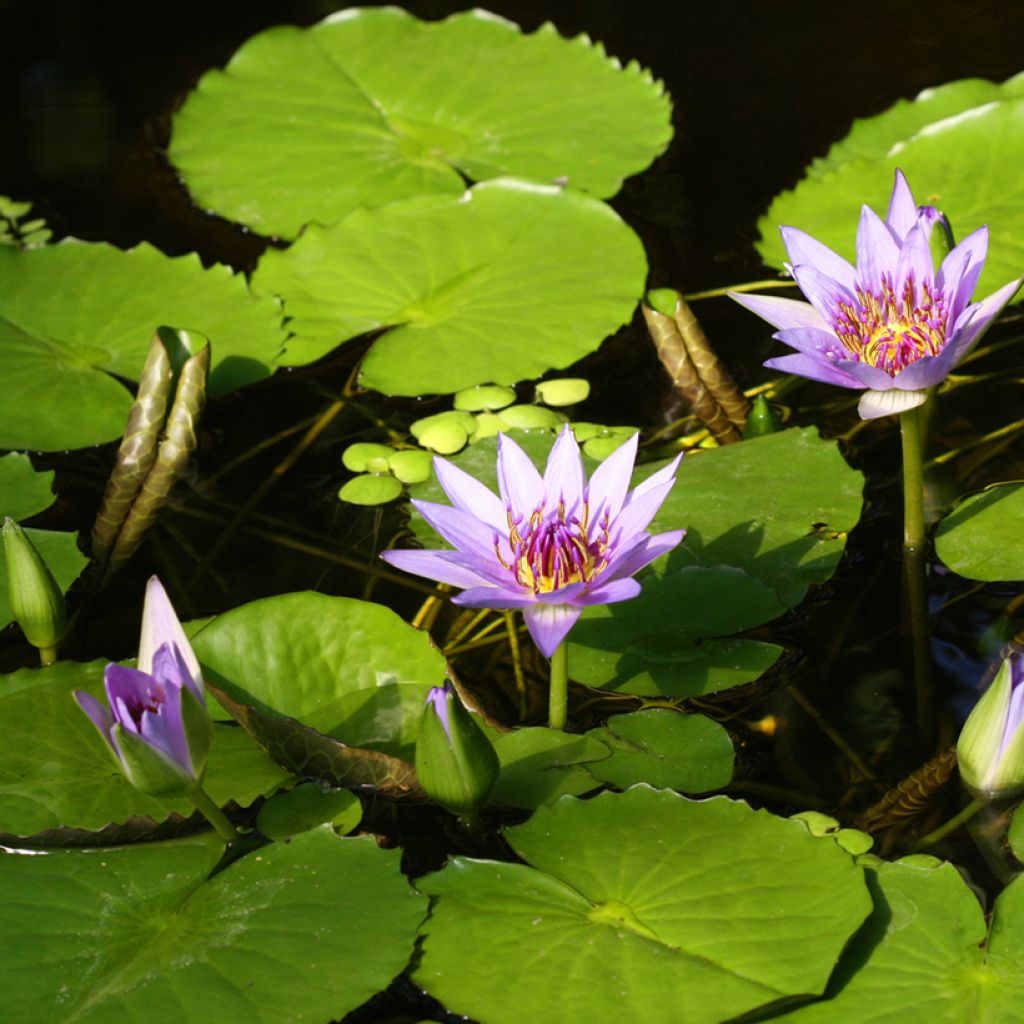 Lumme - Nymphaea colorata