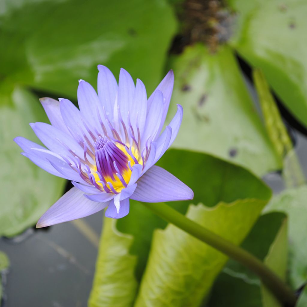 Lumme - Nymphaea colorata