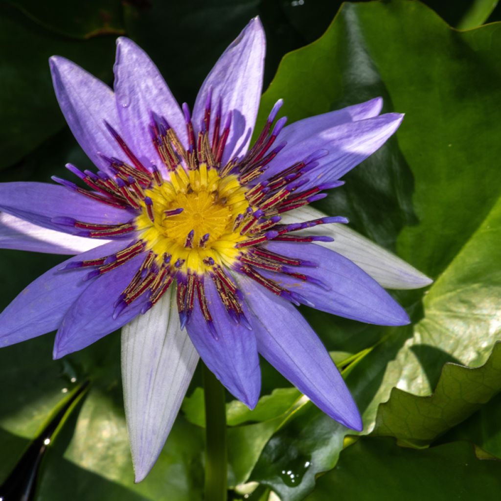 Lumme - Nymphaea colorata
