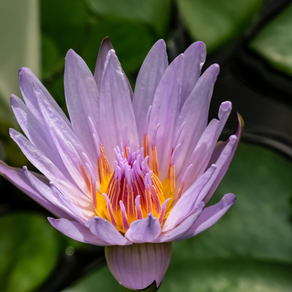 Lumme - Nymphaea colorata