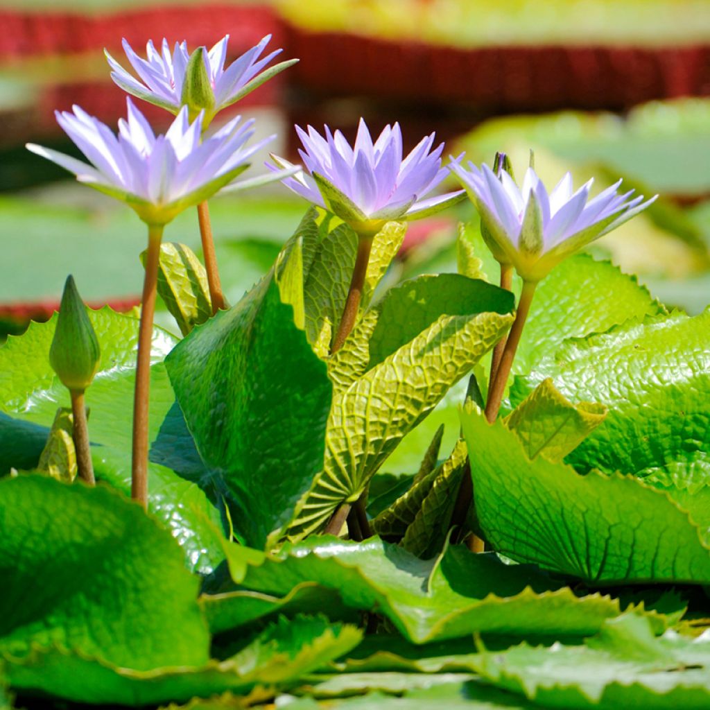 Lumme - Nymphaea colorata