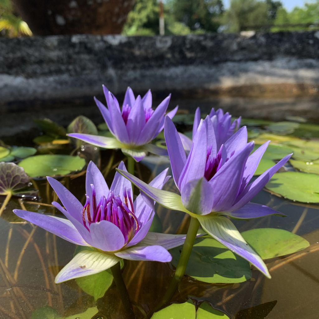 Lumme - Nymphaea colorata