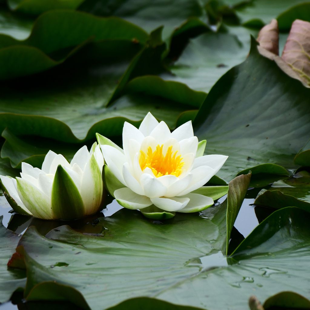 Suomenlumme - Nymphaea tetragona