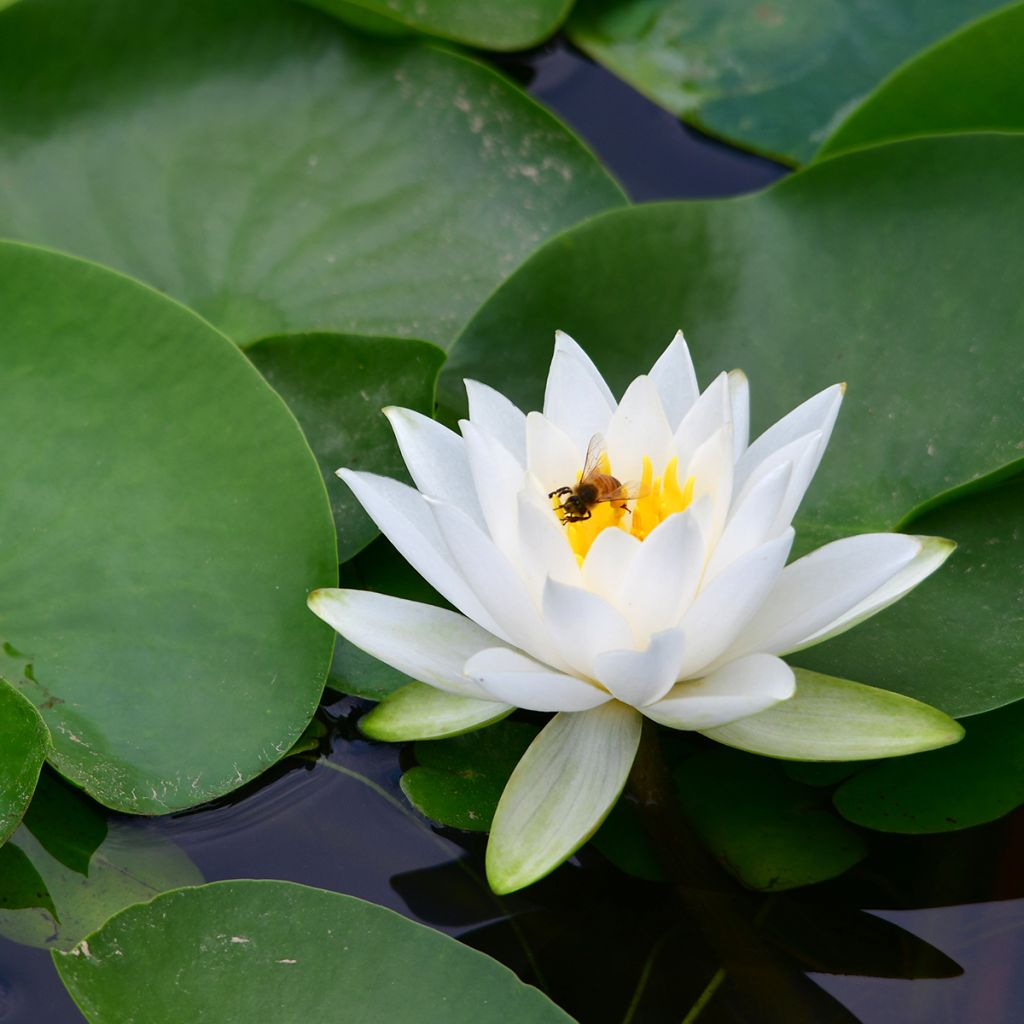 Suomenlumme - Nymphaea tetragona