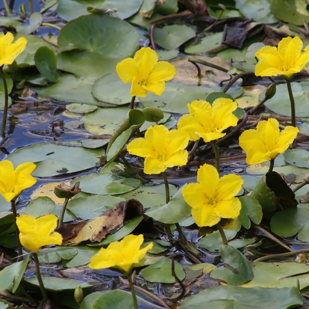 Lammikki - Nymphoides peltata