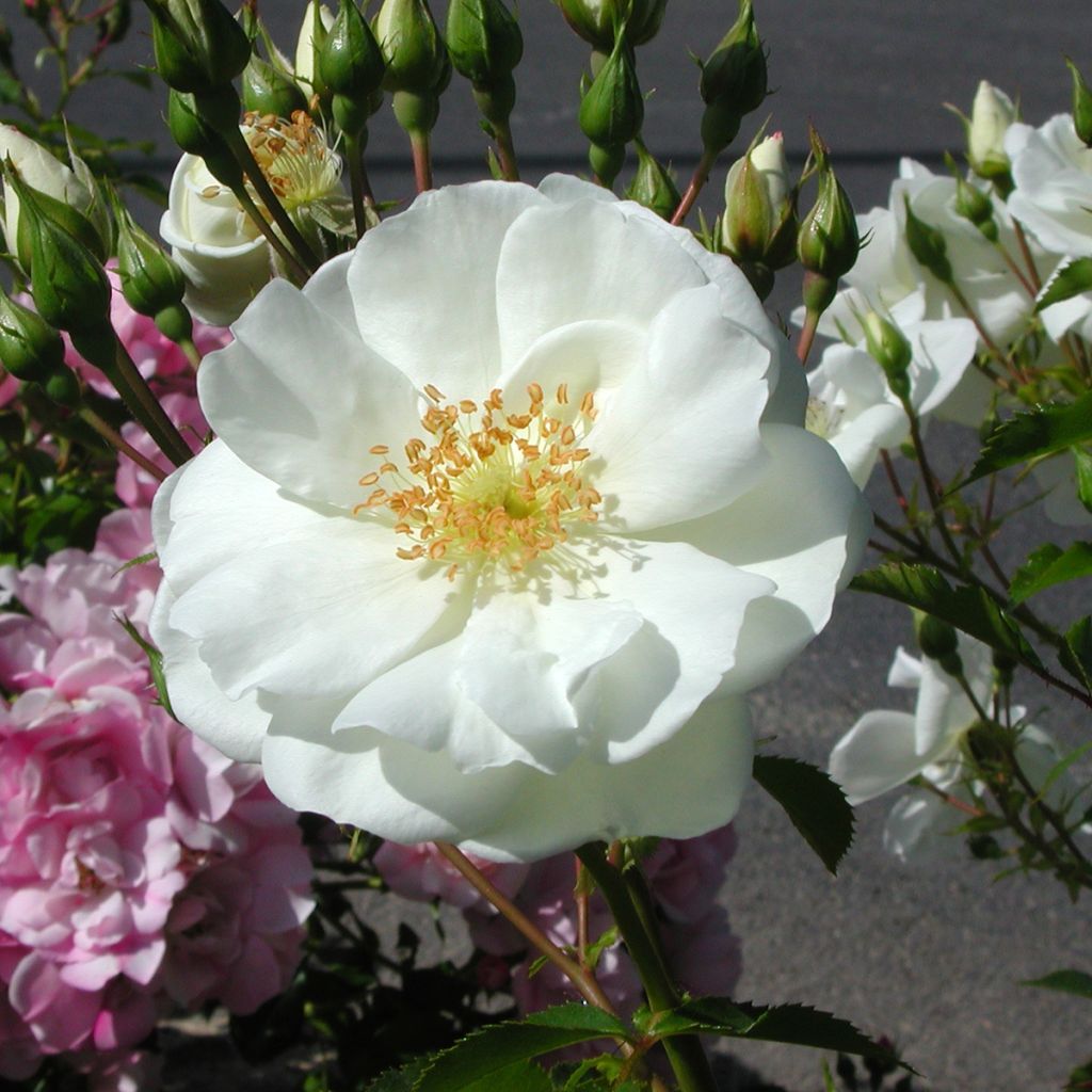 Runkoruusu Decorosier Opalia noaschnee