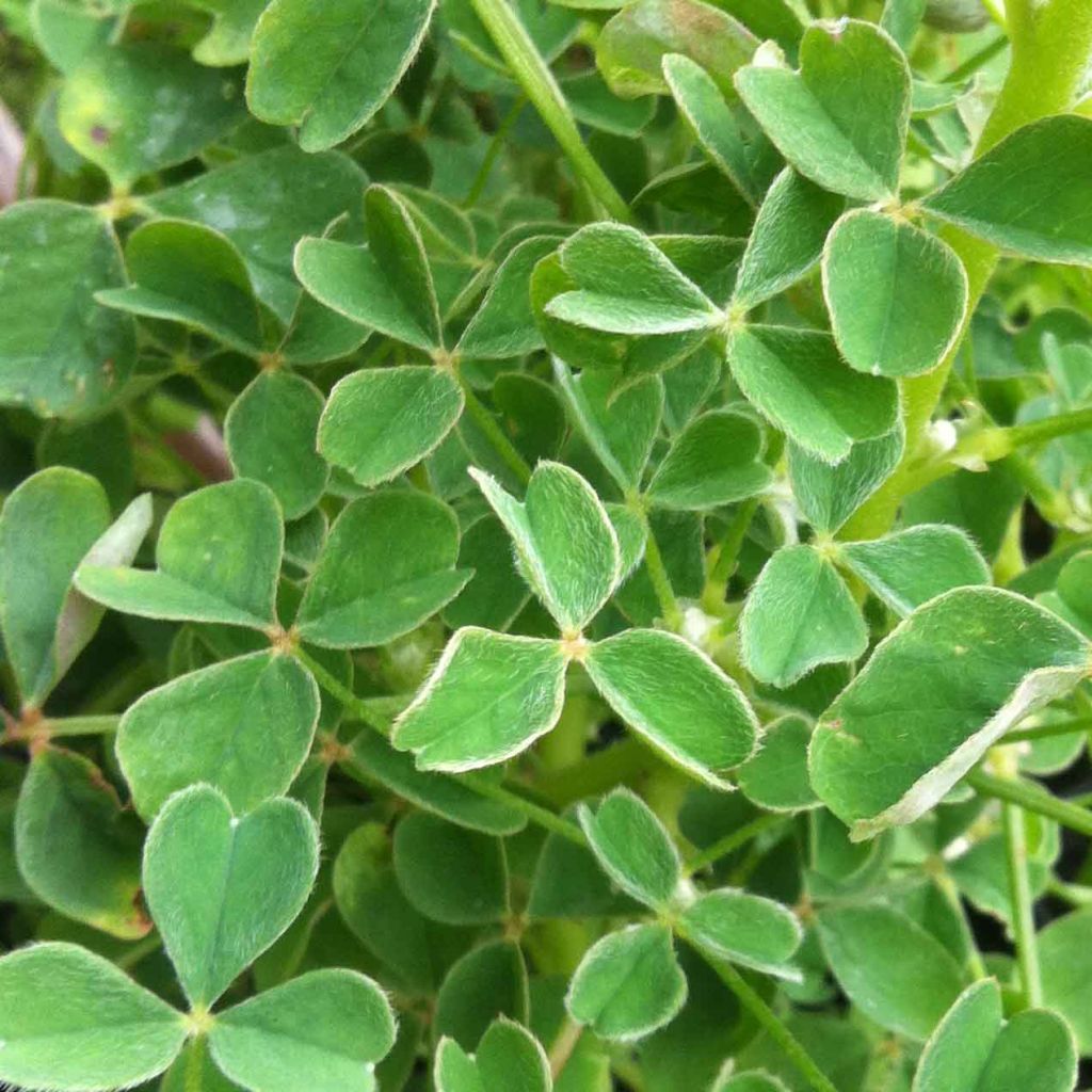Mukulakäenkaali - Oxalis tuberosa