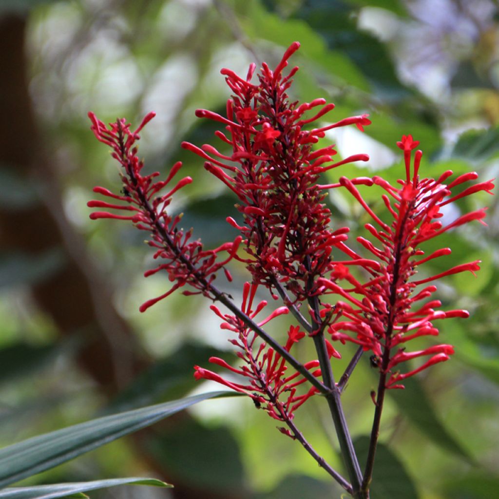 Odontonema strictum