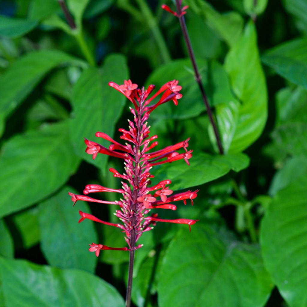 Odontonema strictum