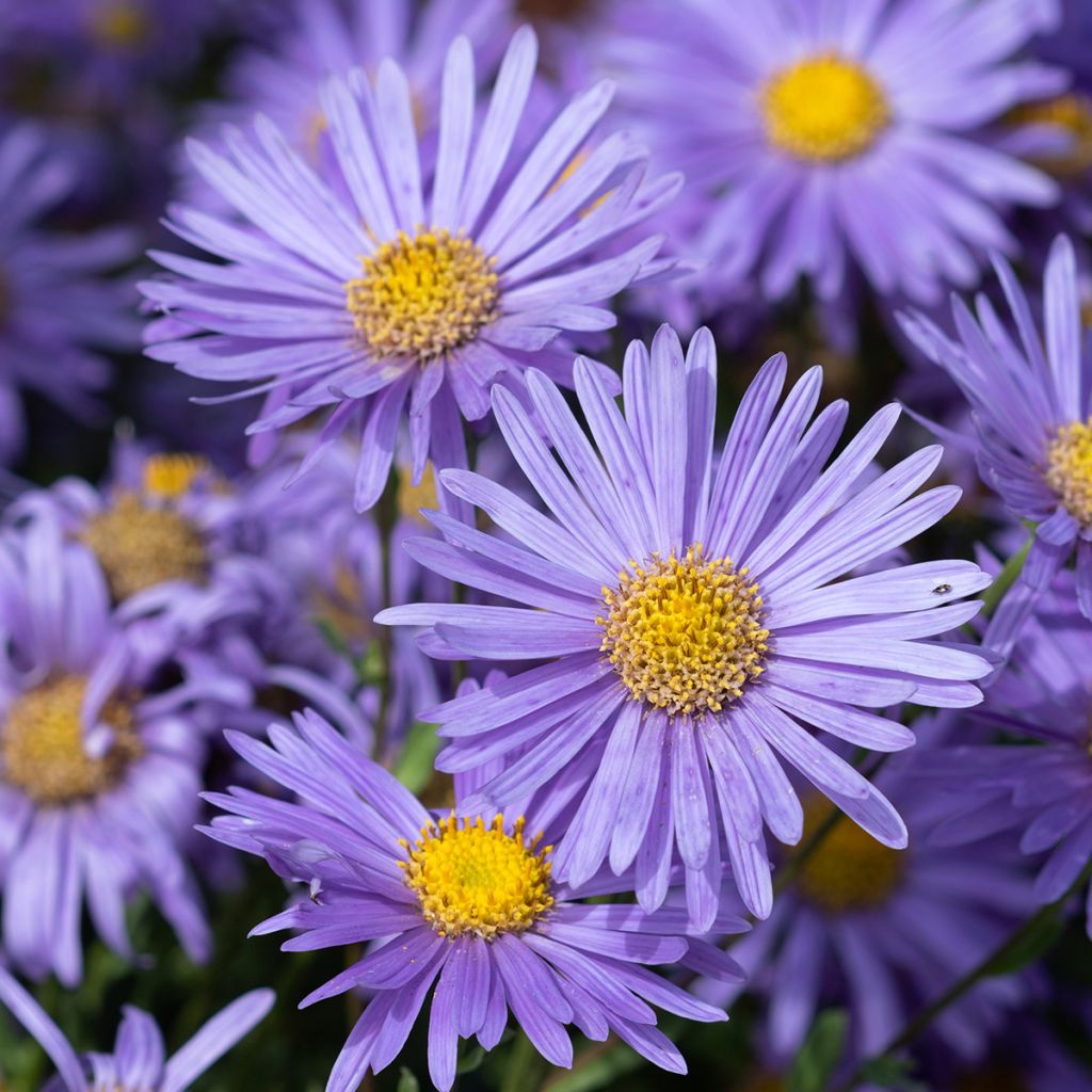 Elokuunasteri Grunder