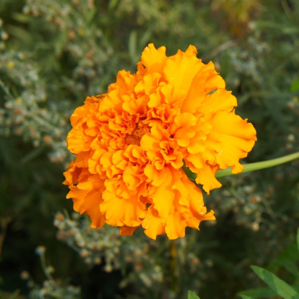 Ryhmäsamettikukka Bonanza Orange