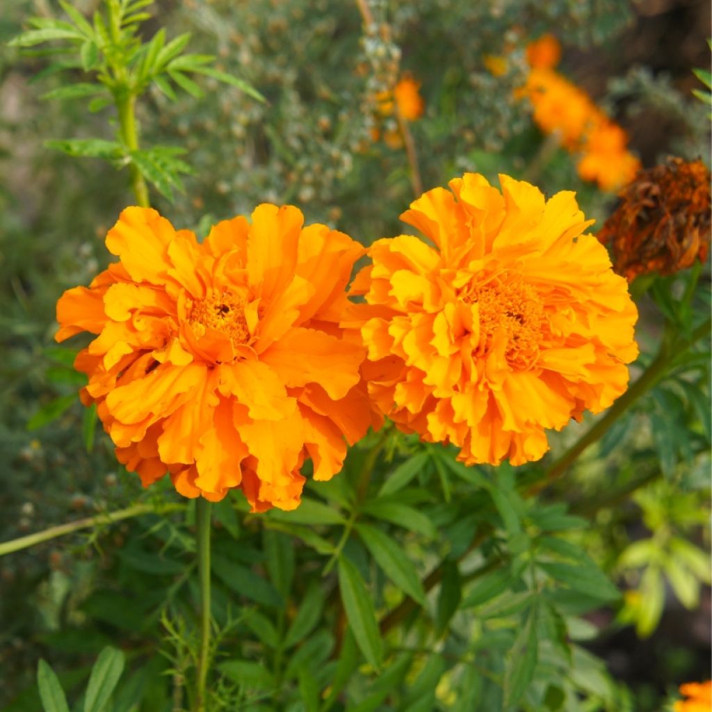 Ryhmäsamettikukka Bonanza Orange