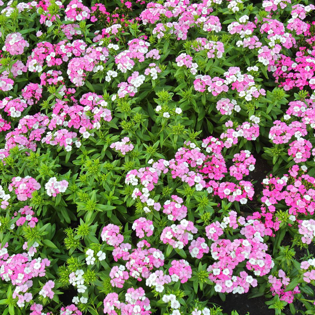 Harjaneilikka Jolt Pink Magic