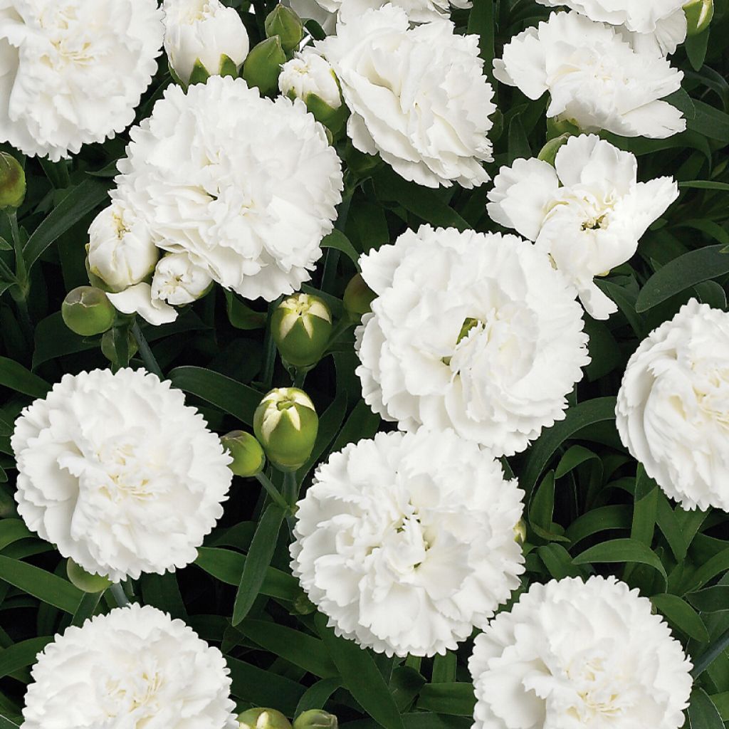 Neilikka Sunflor Cosmos