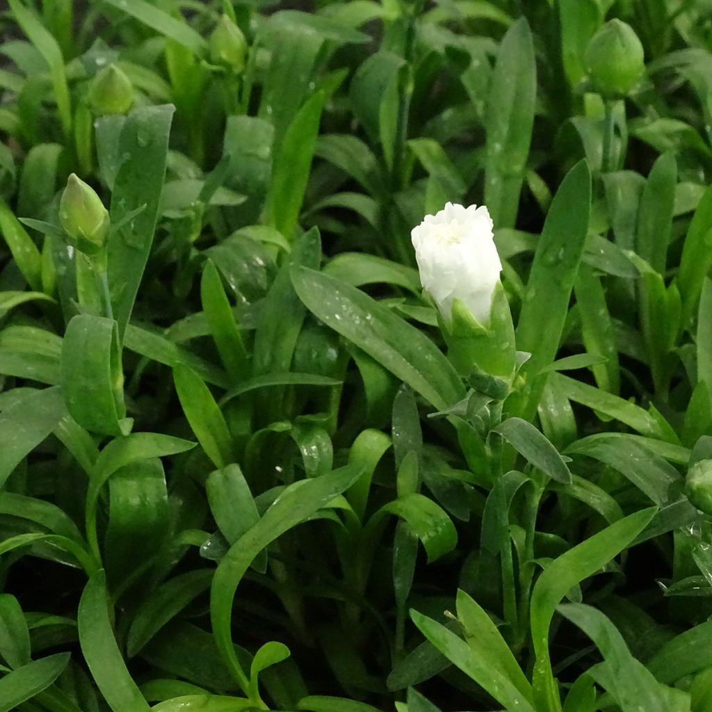 Neilikka Sunflor Cosmos