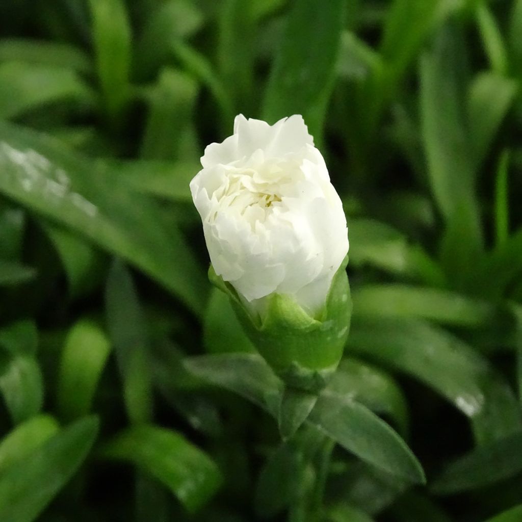 Neilikka Sunflor Cosmos