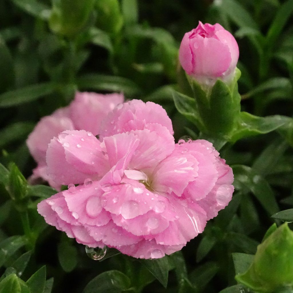 Neilikka Sunflor Evert