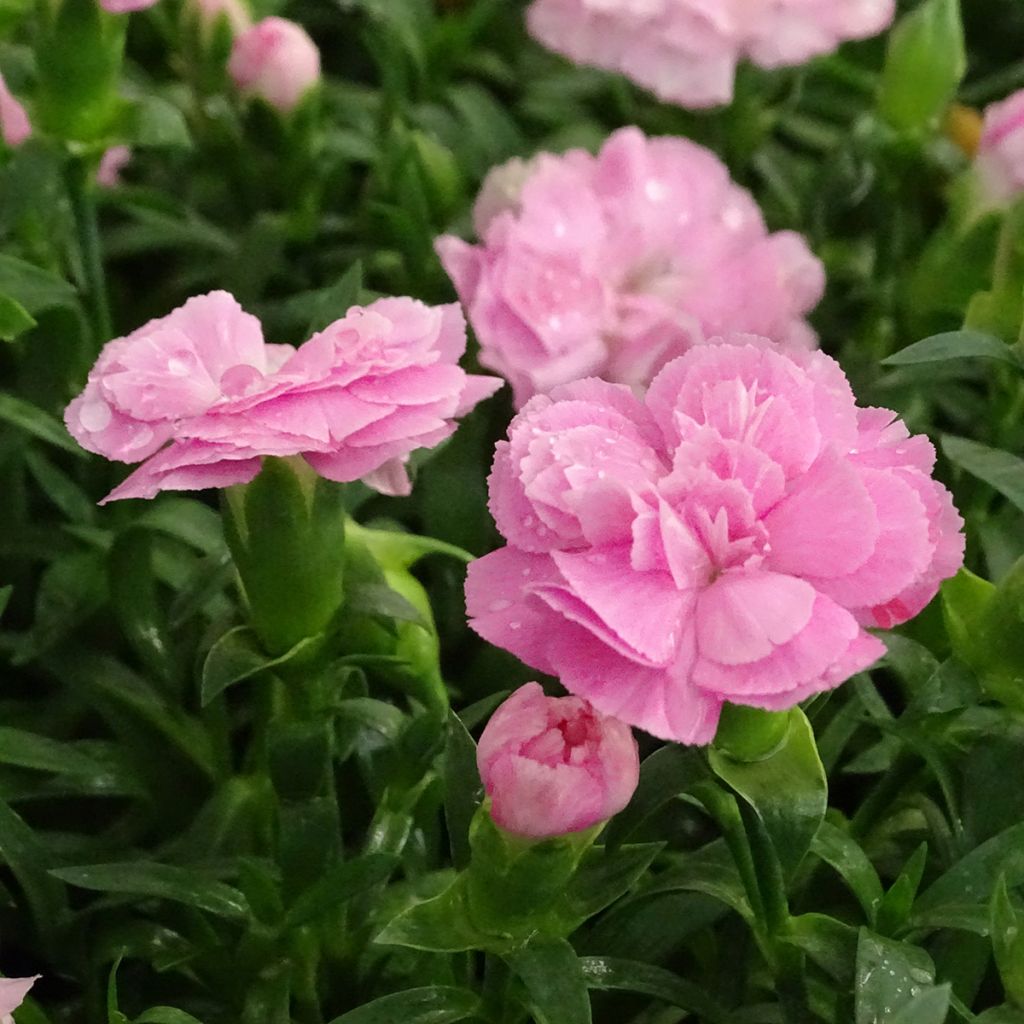 Neilikka Sunflor Evert