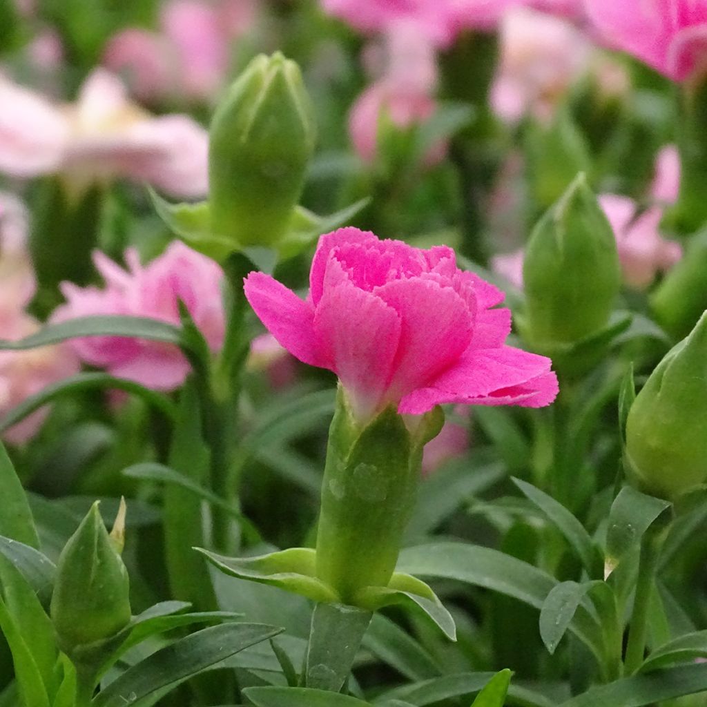 Neilikka Sunflor Evert